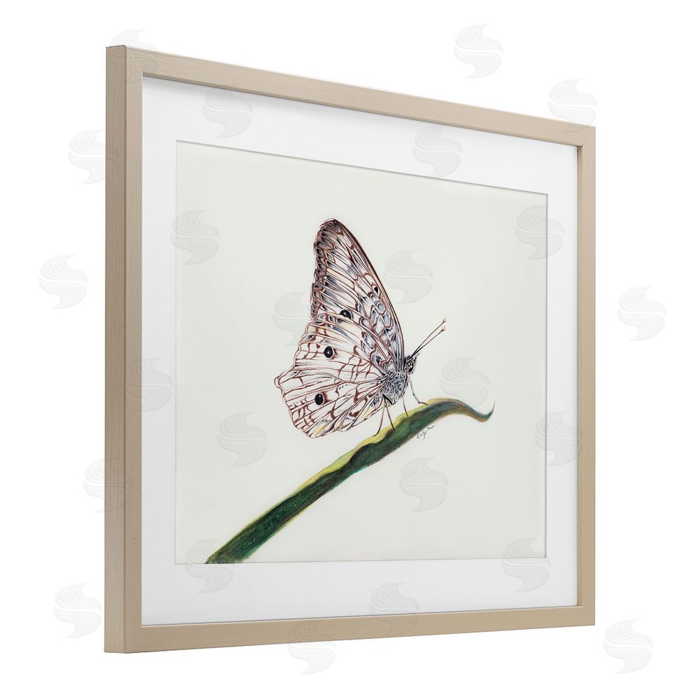 Cady Driver Intricate Butterfly on Twig Birch Framed Print Under Glass with White Mat Wall Art
