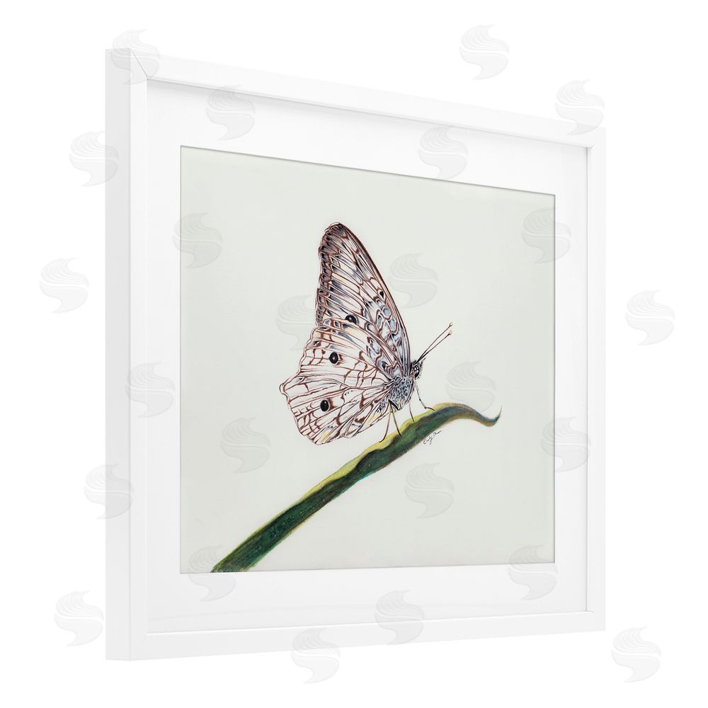 Cady Driver Intricate Butterfly on Twig White Framed Print Under Glass with Mat Wall Art