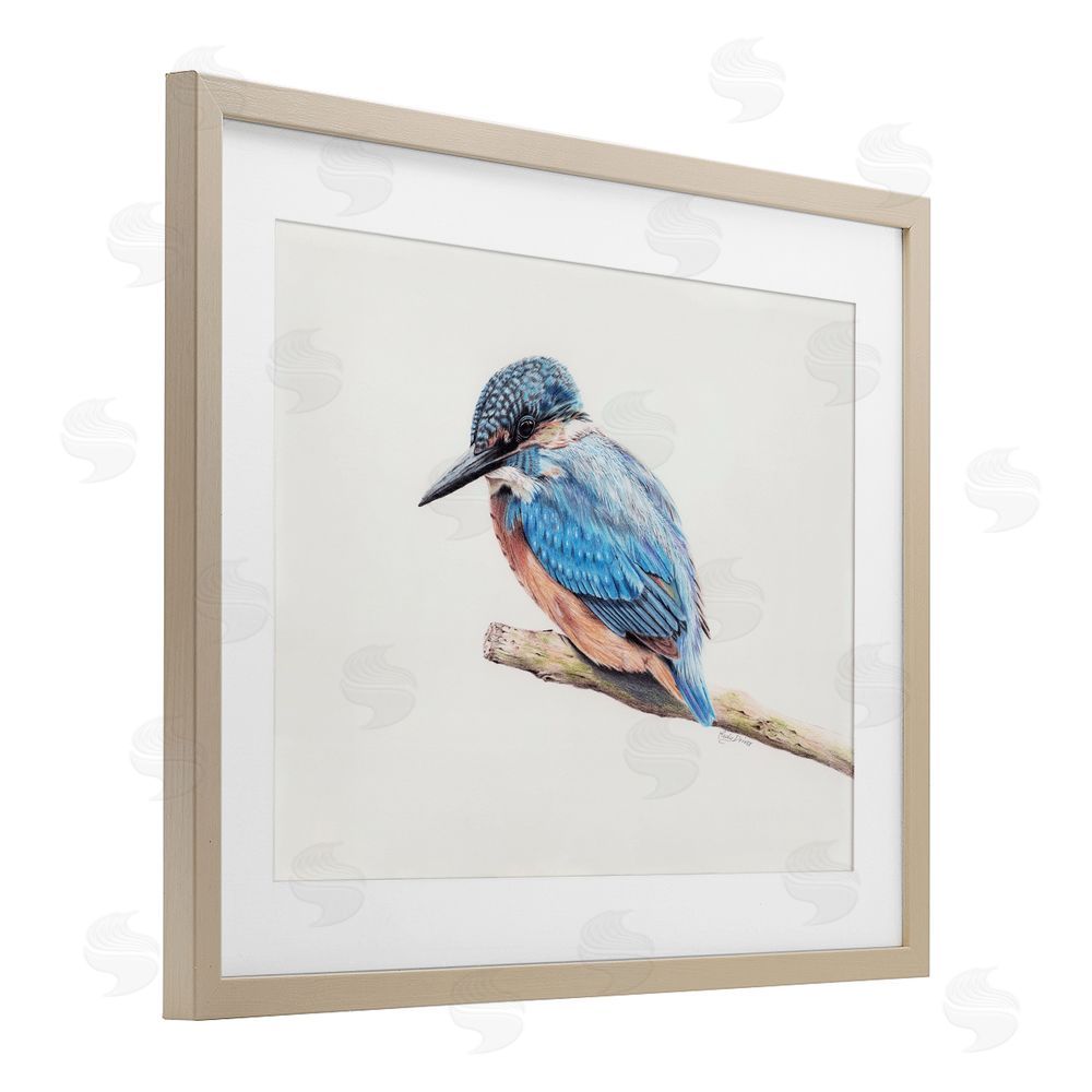 Cady Driver Vibrant Kingfisher on Branch Birch Framed Print Under Glass with White Mat Wall Art