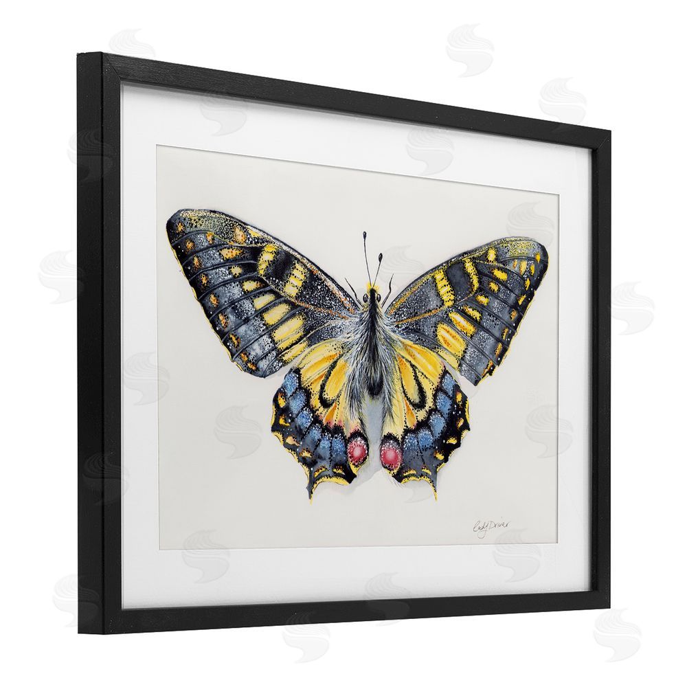 Cady Driver Beautiful Symmetrical Moth Wings Black Framed Print Under Glass with White Mat Wall Art