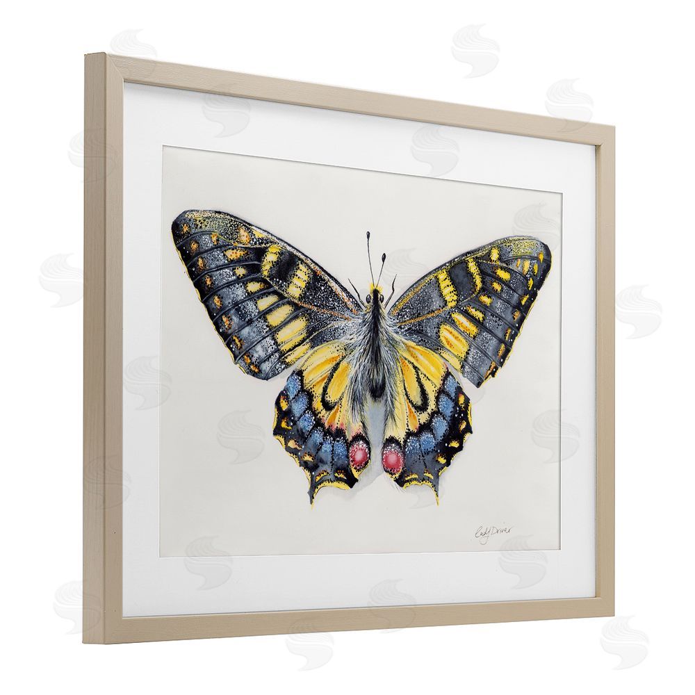 Cady Driver Beautiful Symmetrical Moth Wings Birch Framed Print Under Glass with White Mat Wall Art