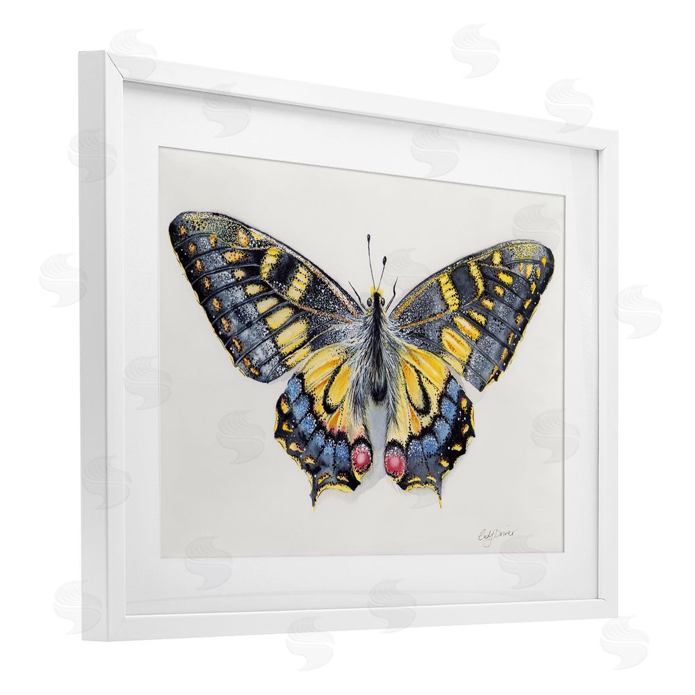 Cady Driver Beautiful Symmetrical Moth Wings White Framed Print Under Glass with Mat Wall Art