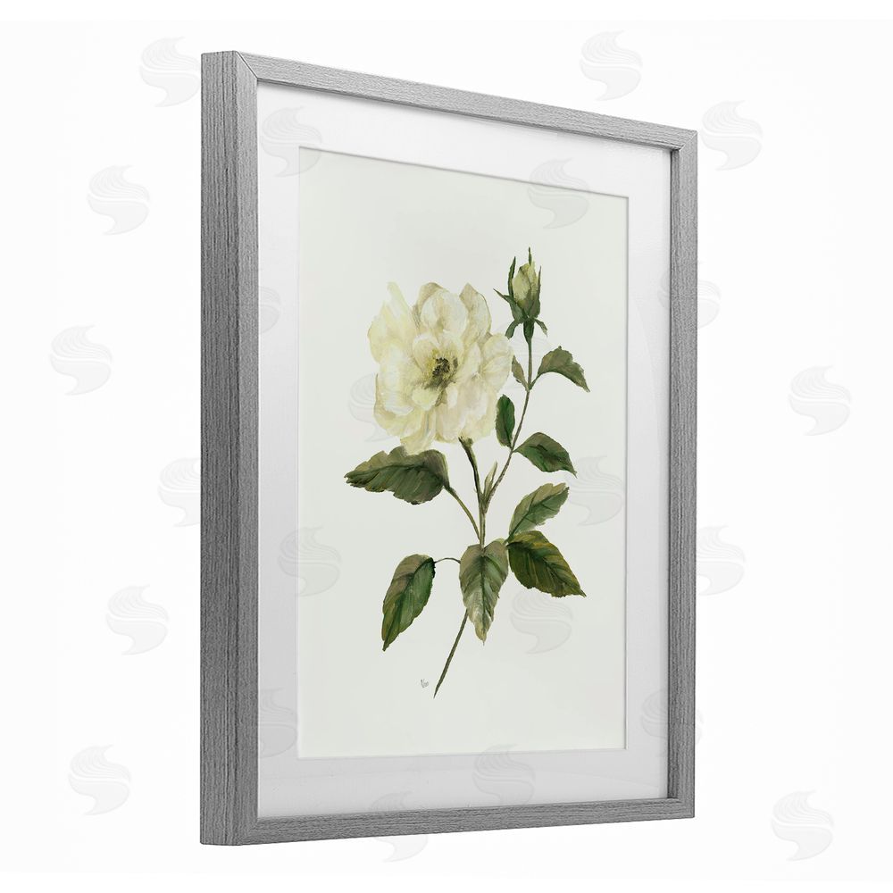 Nan Ivory Rose Bloom With Green Foliage Gray Framed Print Under Glass Wall Art