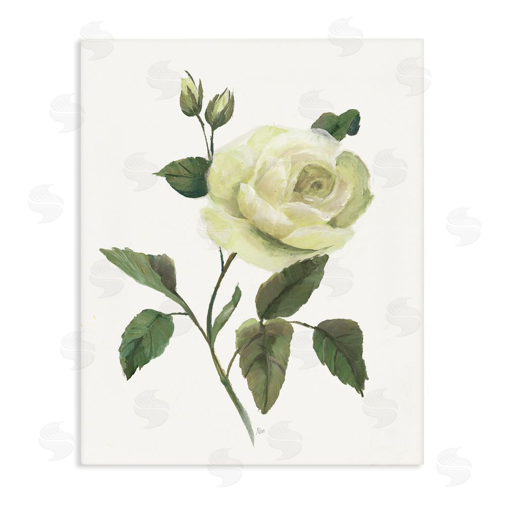 Nan Cream Garden Rose with Buds Stretched Canvas Wall Art Print