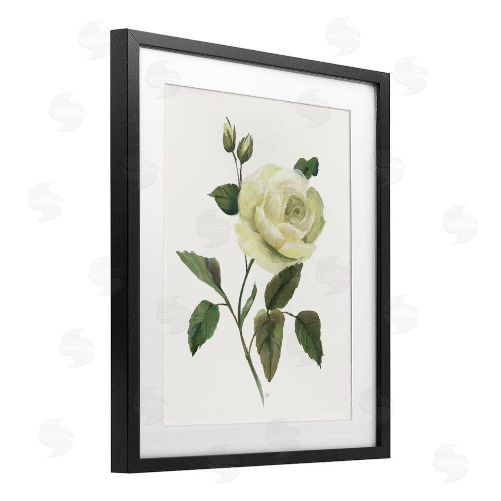 Nan Cream Garden Rose with Buds Black Framed Print Under Glass Wall Art