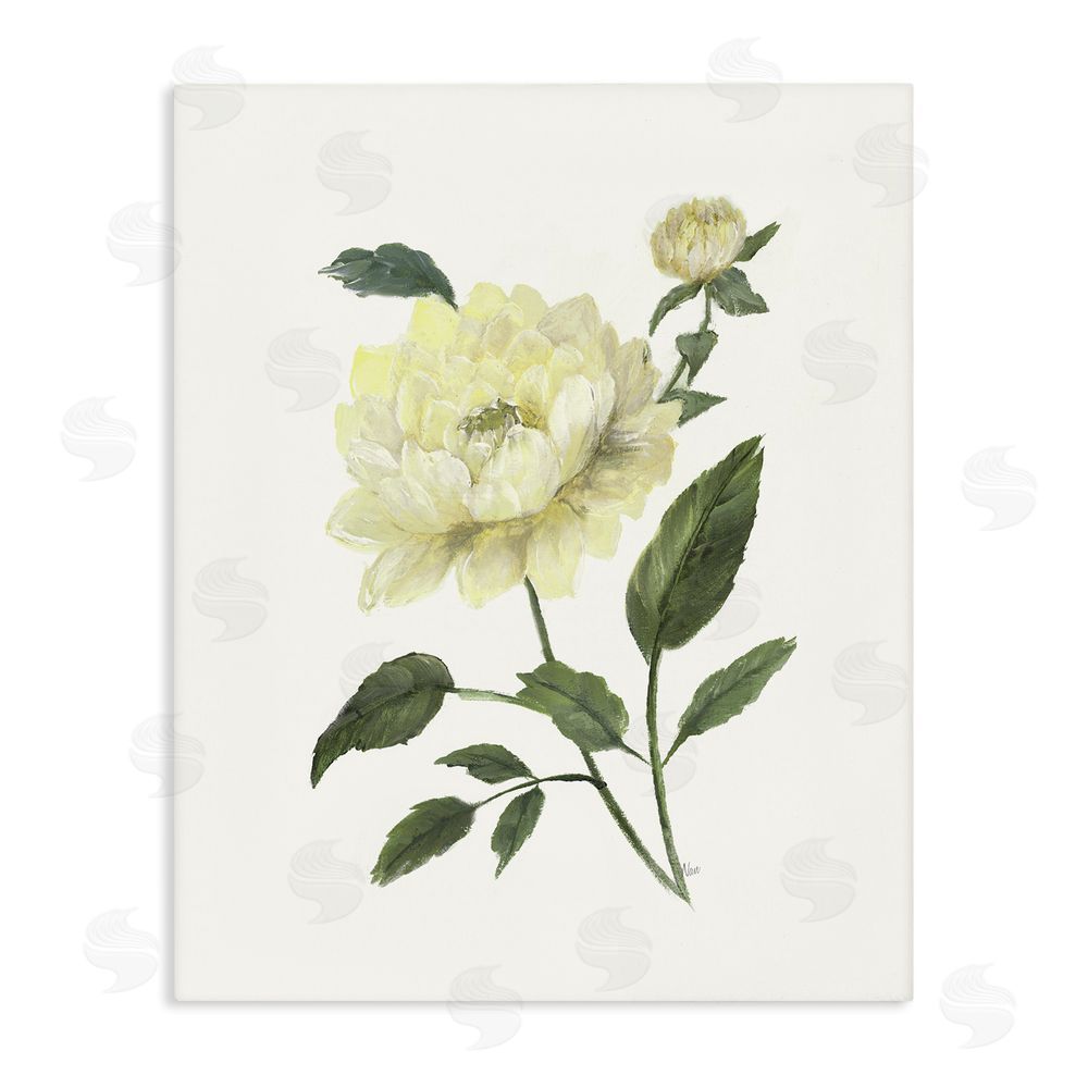 Nan Cream Garden Peony with Buds Stretched Canvas Wall Art Print