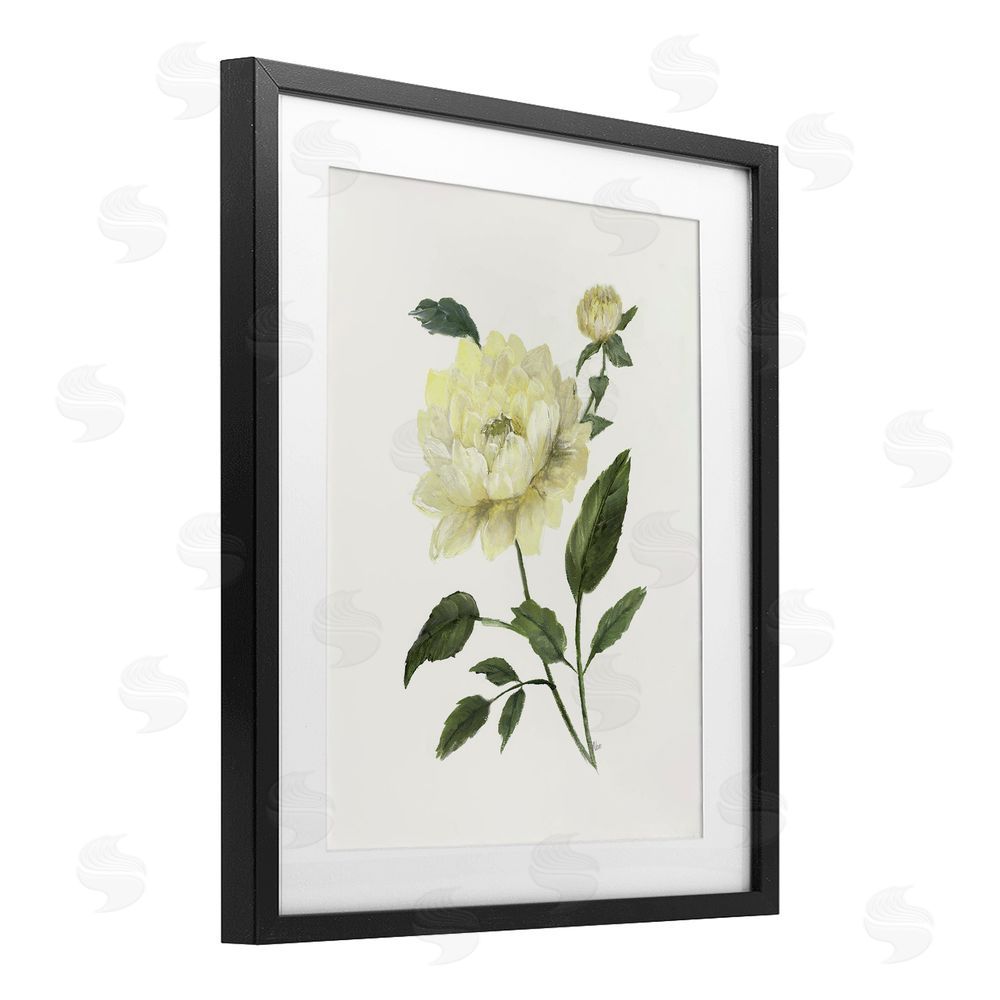 Nan Cream Garden Peony with Buds Black Framed Print Under Glass Wall Art