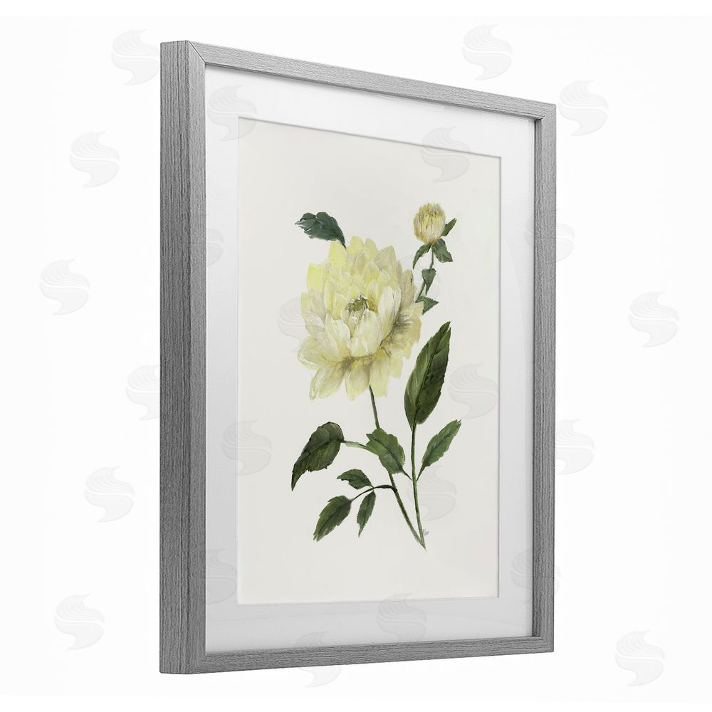 Nan Cream Garden Peony with Buds Gray Framed Print Under Glass Wall Art