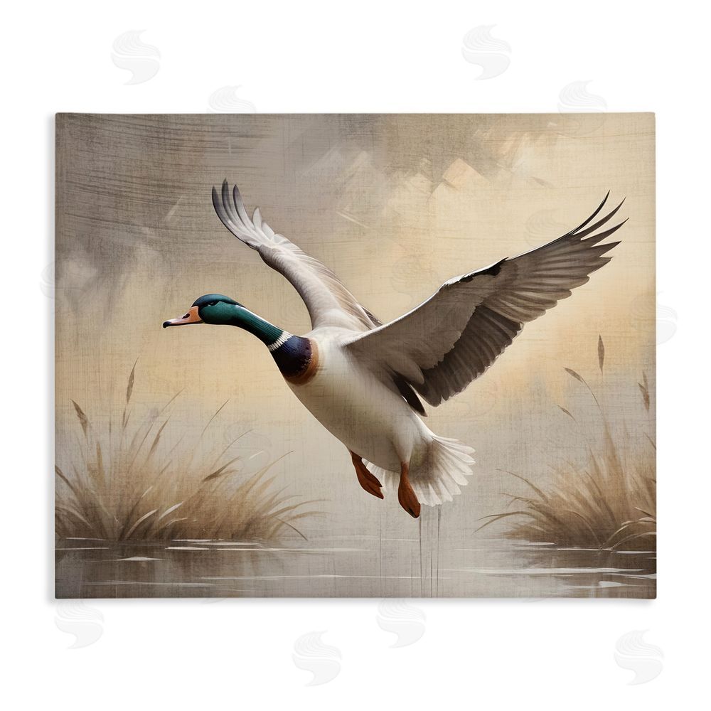 Susan Arnot Gliding Mallard over Wetlands Stretched Canvas Wall Art Print