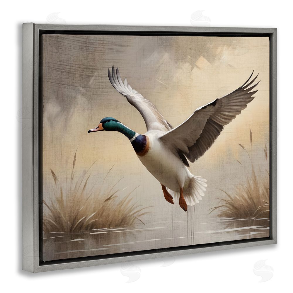 Susan Arnot Gliding Mallard over Wetlands Gray Floating Frame Canvas Wall Art Print
