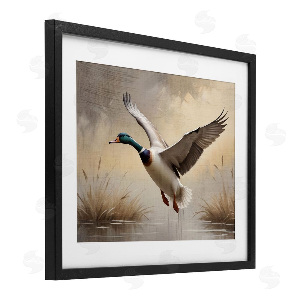 Susan Arnot Gliding Mallard over Wetlands Black Framed Print Under Glass Wall Art