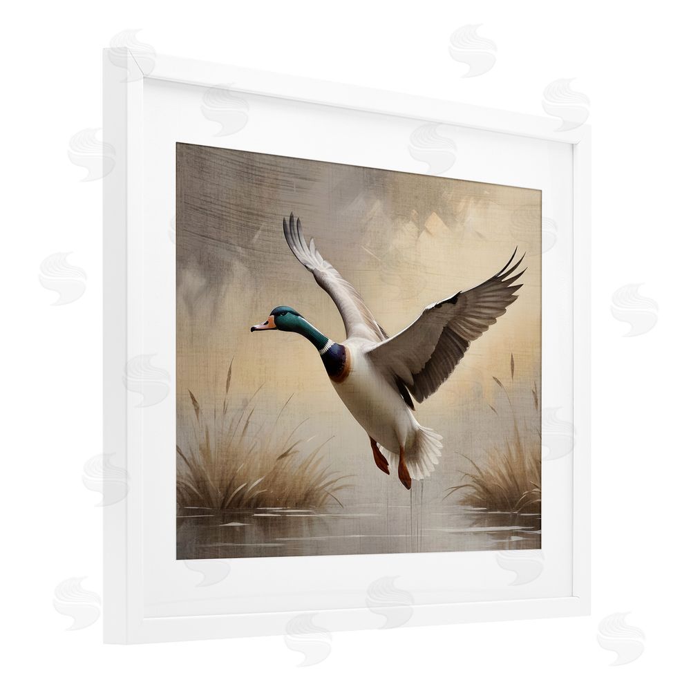 Susan Arnot Gliding Mallard over Wetlands White Framed Print Under Glass Wall Art