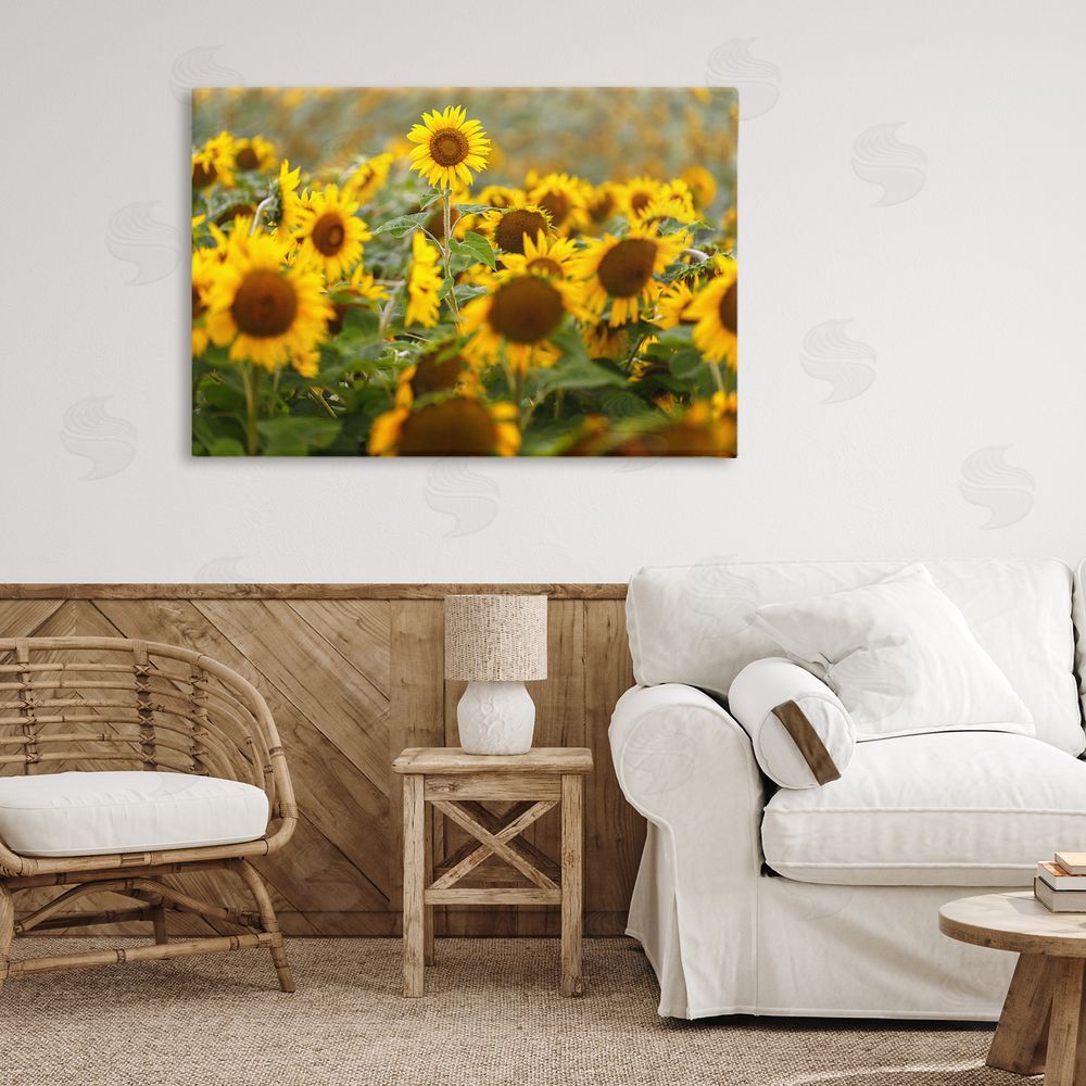 Andy Crawford Central Sunflower in Meadow Stretched Canvas Wall Art Print in Room