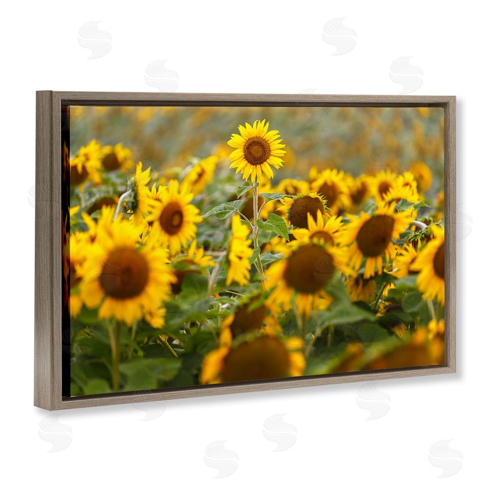 Andy Crawford Central Sunflower in Meadow Brown Floating Frame Canvas Wall Art Print