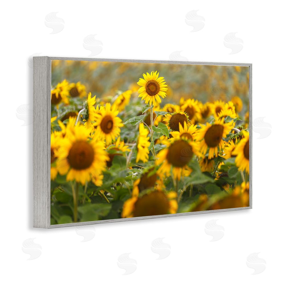 Andy Crawford Central Sunflower in Meadow Gray Framed Giclee Print Wall Art