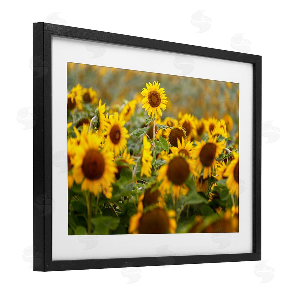 Andy Crawford Central Sunflower in Meadow Black Framed Print Under Glass Wall Art
