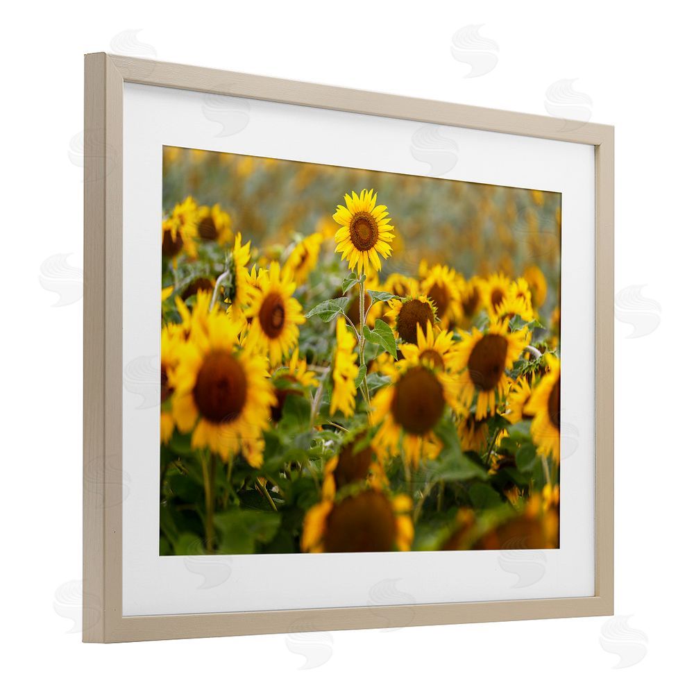 Andy Crawford Central Sunflower in Meadow Brown Framed Print Under Glass Wall Art