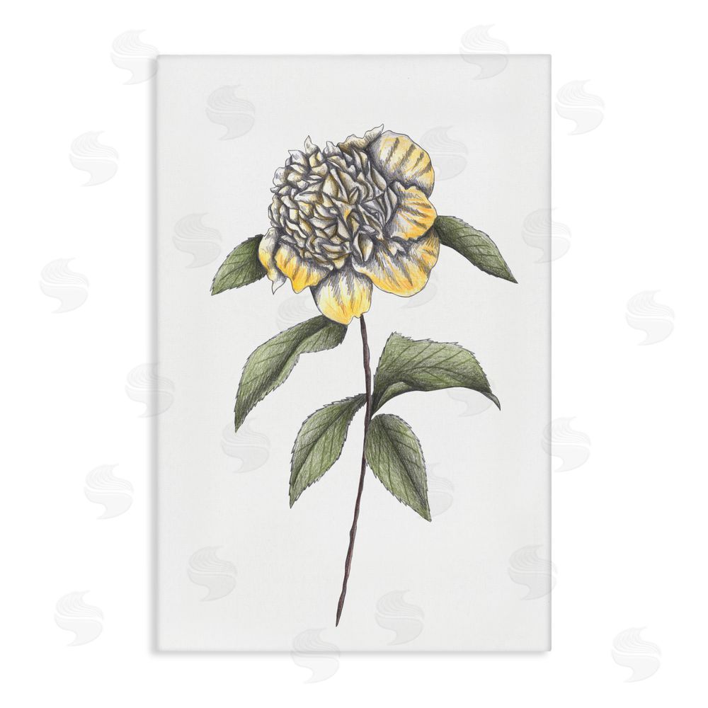 Cecilia Battaini Camellia Flower Illustration Stretched Canvas Wall Art Print