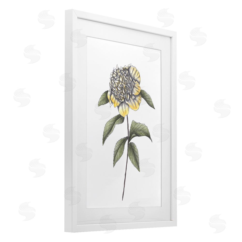 Cecilia Battaini Camellia Flower Illustration White Framed Print Under Glass Wall Art
