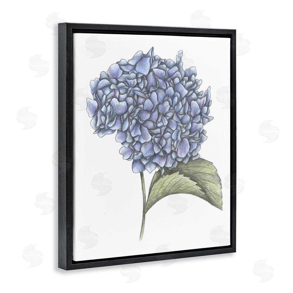 Cecilia Battaini Hydrangea Sketch Blossom Black Floating Frame Canvas Wall Art Print