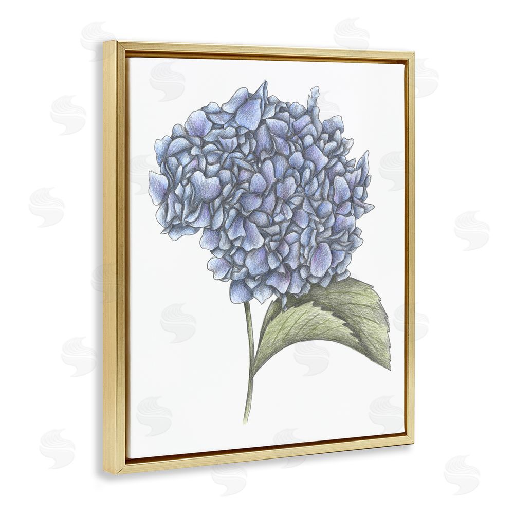 Cecilia Battaini Hydrangea Sketch Blossom Gold Floating Frame Canvas Wall Art Print