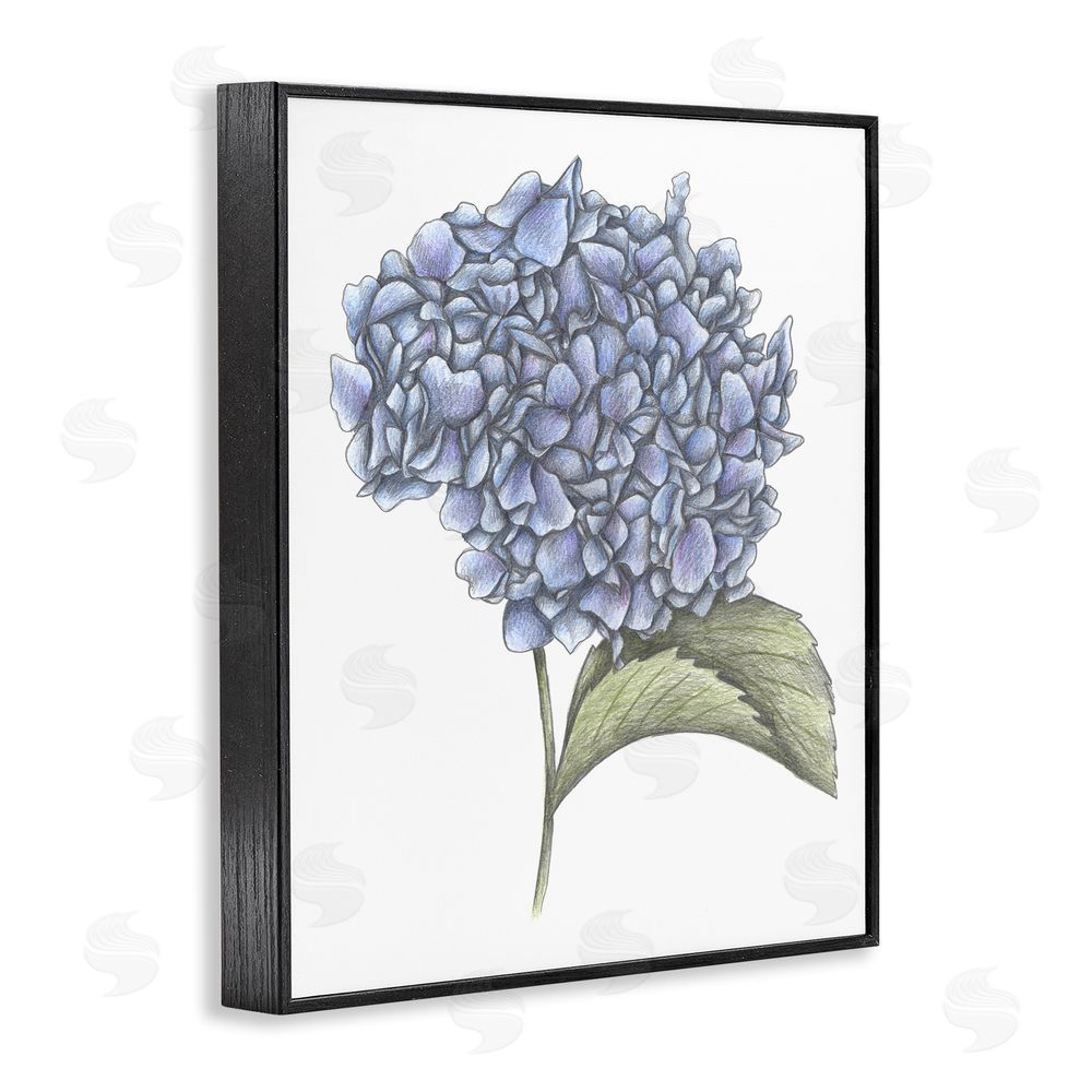 Cecilia Battaini Hydrangea Sketch Blossom Black Framed Giclee Print Wall Art