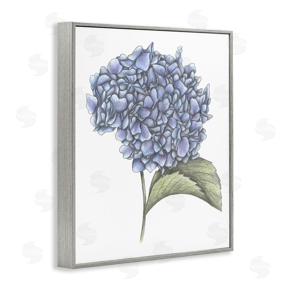 Cecilia Battaini Hydrangea Sketch Blossom Gray Framed Giclee Print Wall Art
