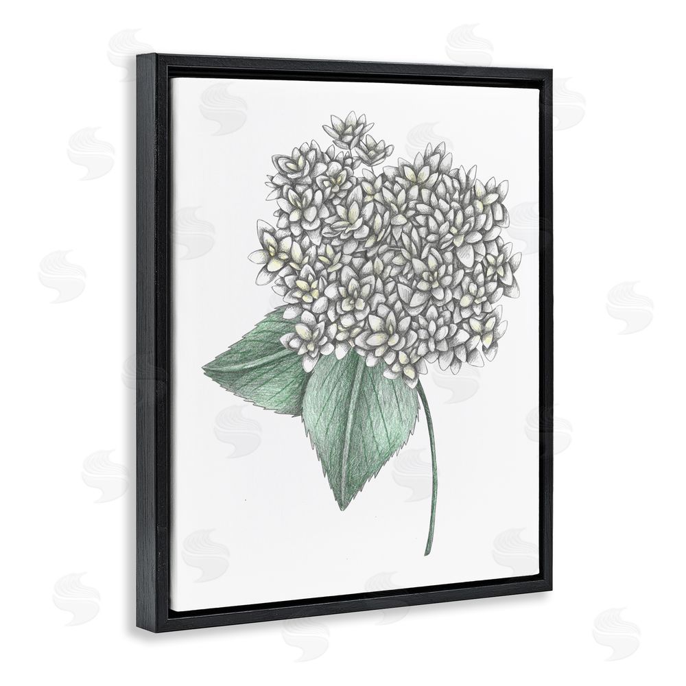 Cecilia Battaini White Hydrangea Sketch Blossom Black Floating Frame Canvas Wall Art Print