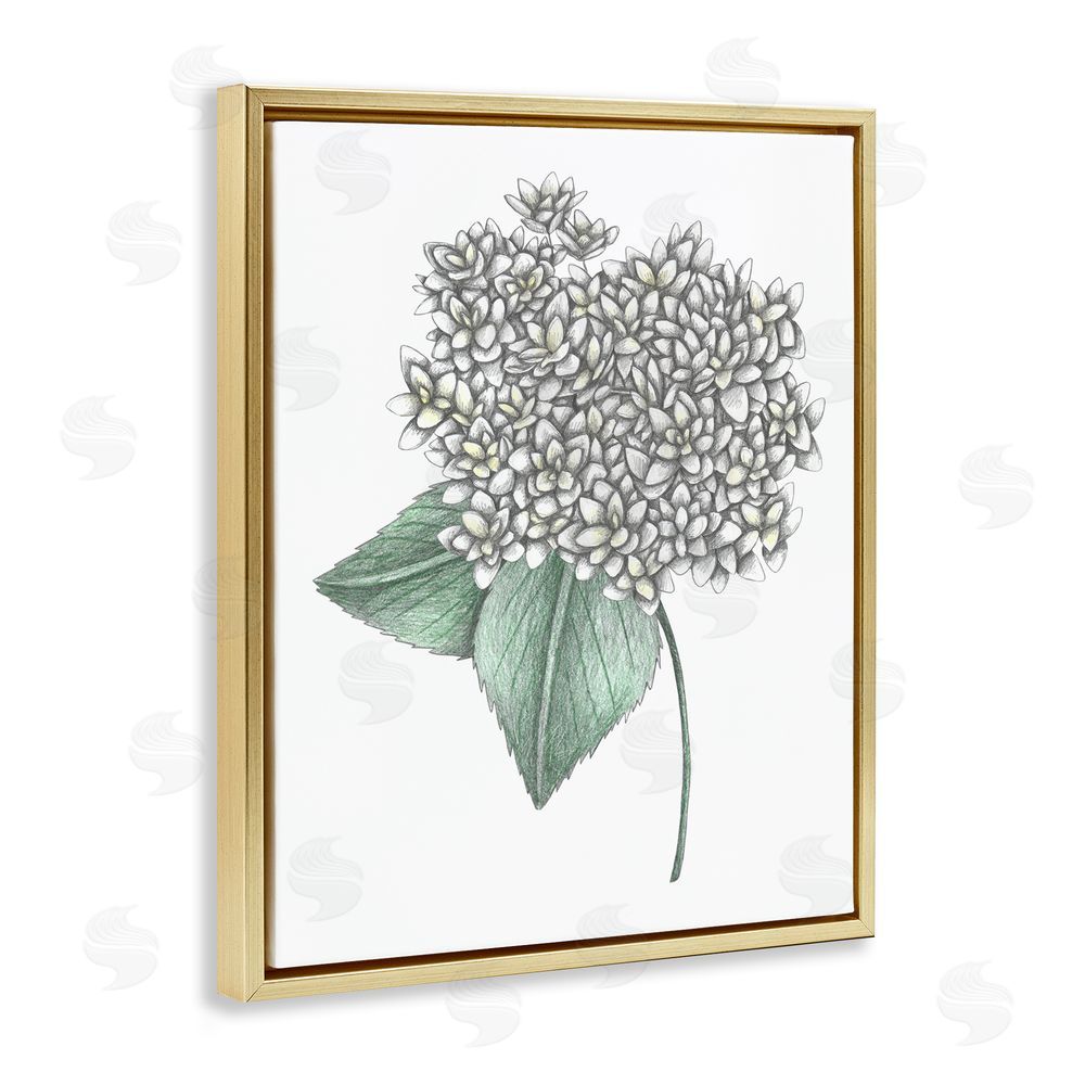 Cecilia Battaini White Hydrangea Sketch Blossom Gold Floating Frame Canvas Wall Art Print