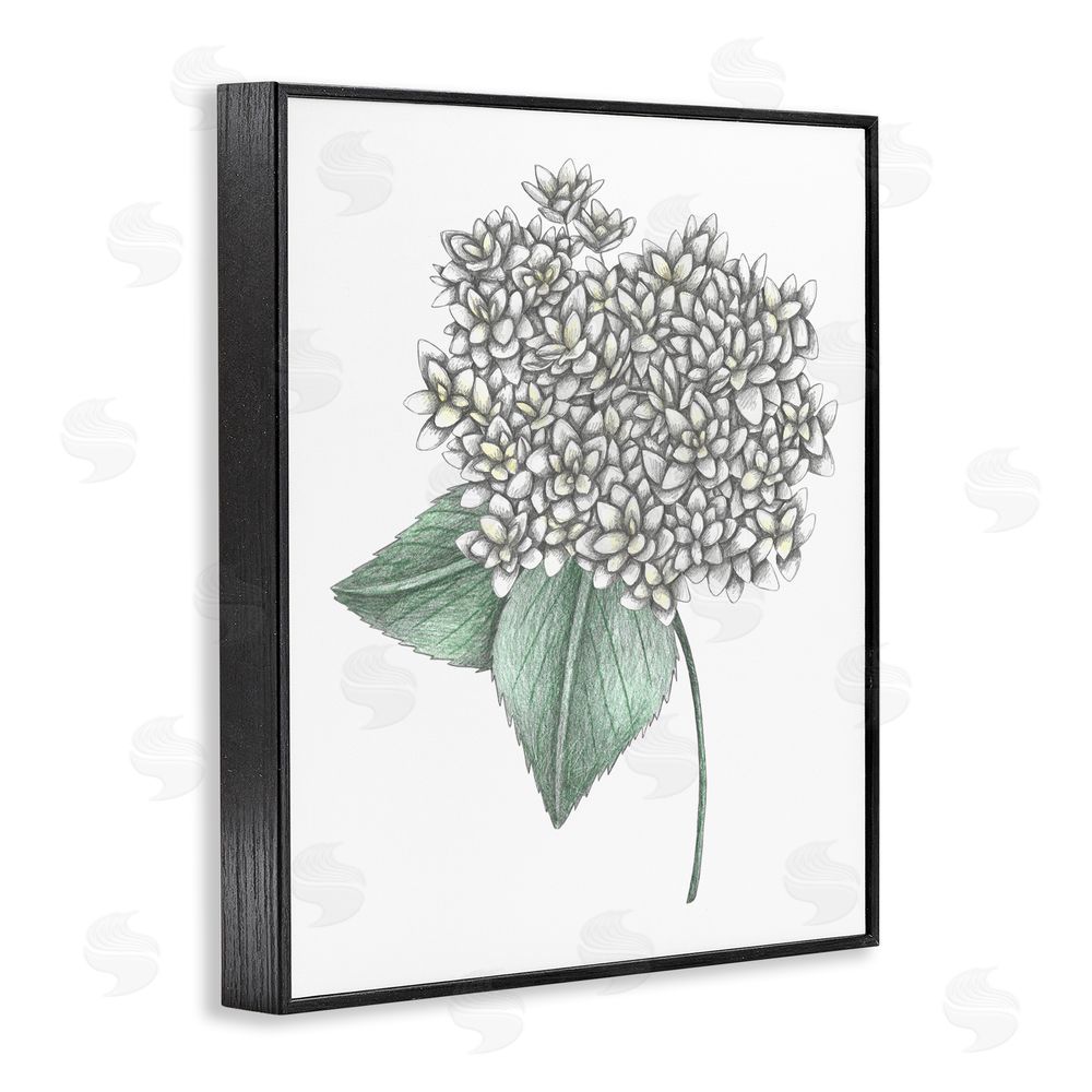 Cecilia Battaini White Hydrangea Sketch Blossom Black Framed Giclee Print Wall Art