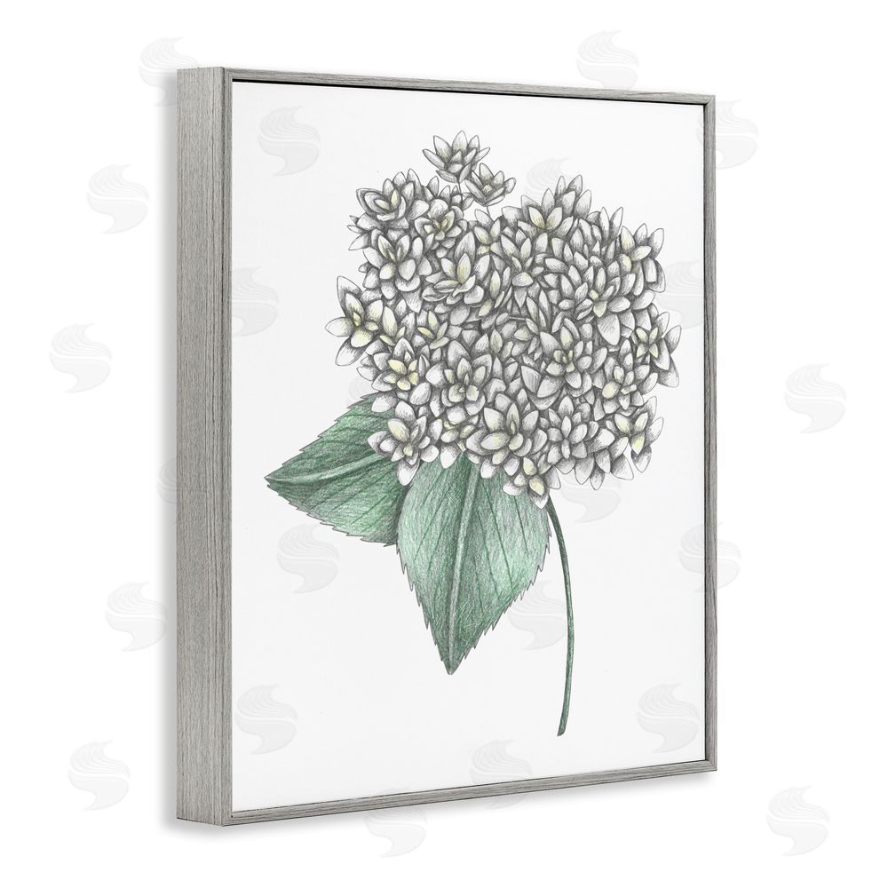 Cecilia Battaini White Hydrangea Sketch Blossom Gray Framed Giclee Print Wall Art