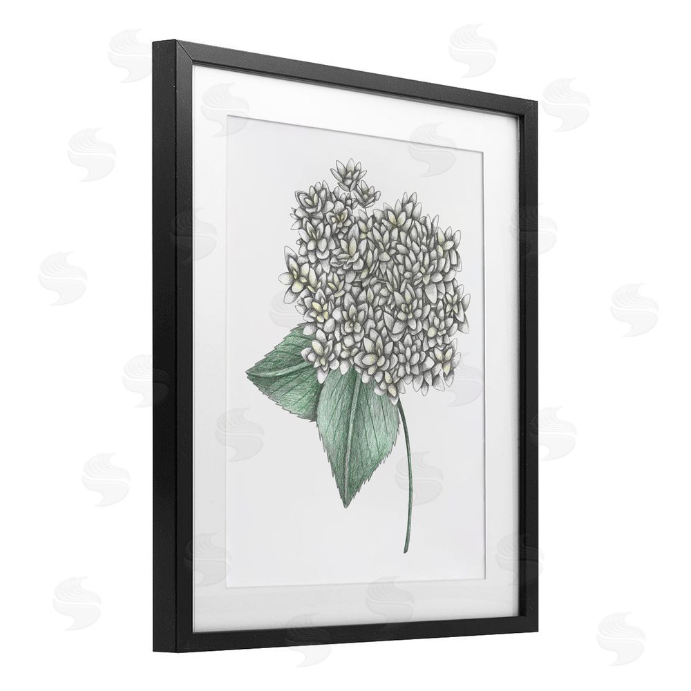 Cecilia Battaini White Hydrangea Sketch Blossom Black Framed Print Under Glass Wall Art