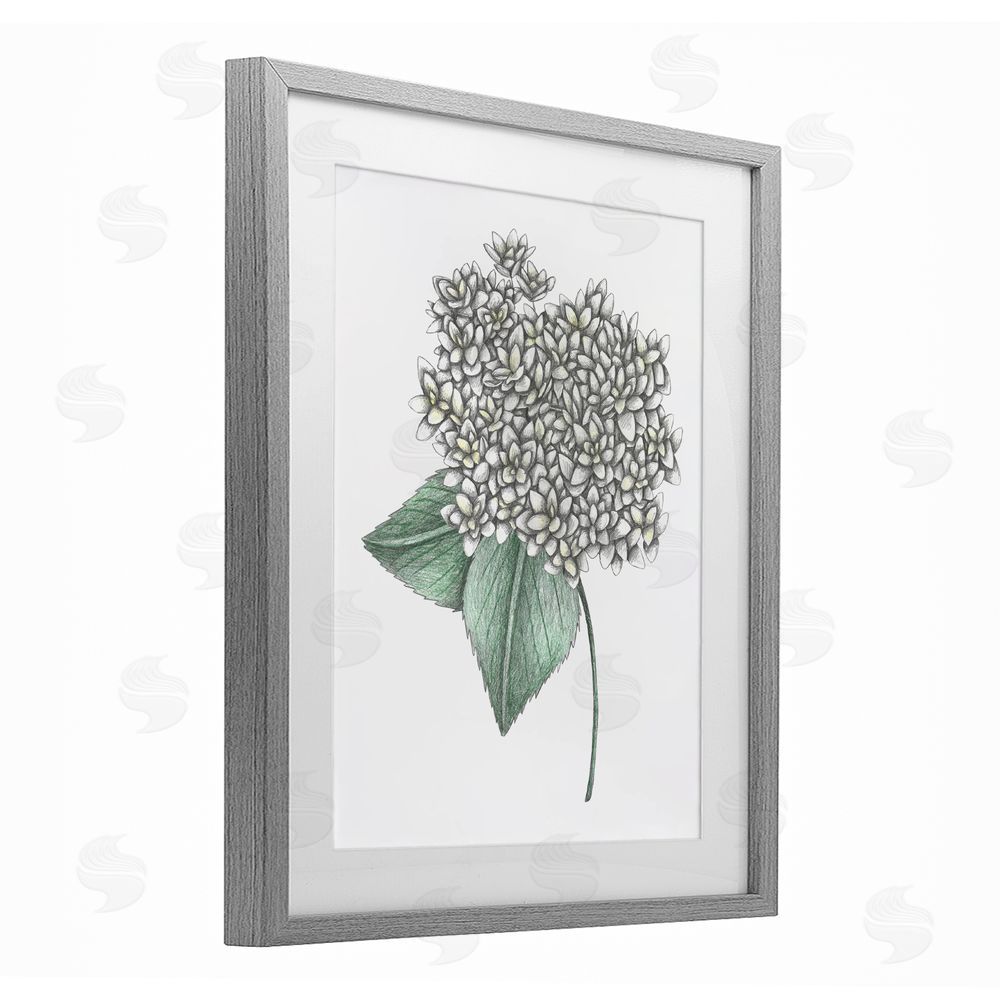 Cecilia Battaini White Hydrangea Sketch Blossom Gray Framed Print Under Glass Wall Art