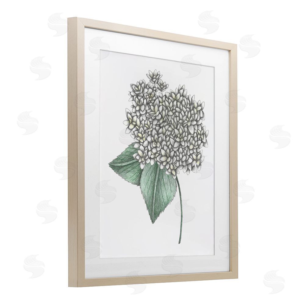 Cecilia Battaini White Hydrangea Sketch Blossom Brown Framed Print Under Glass Wall Art