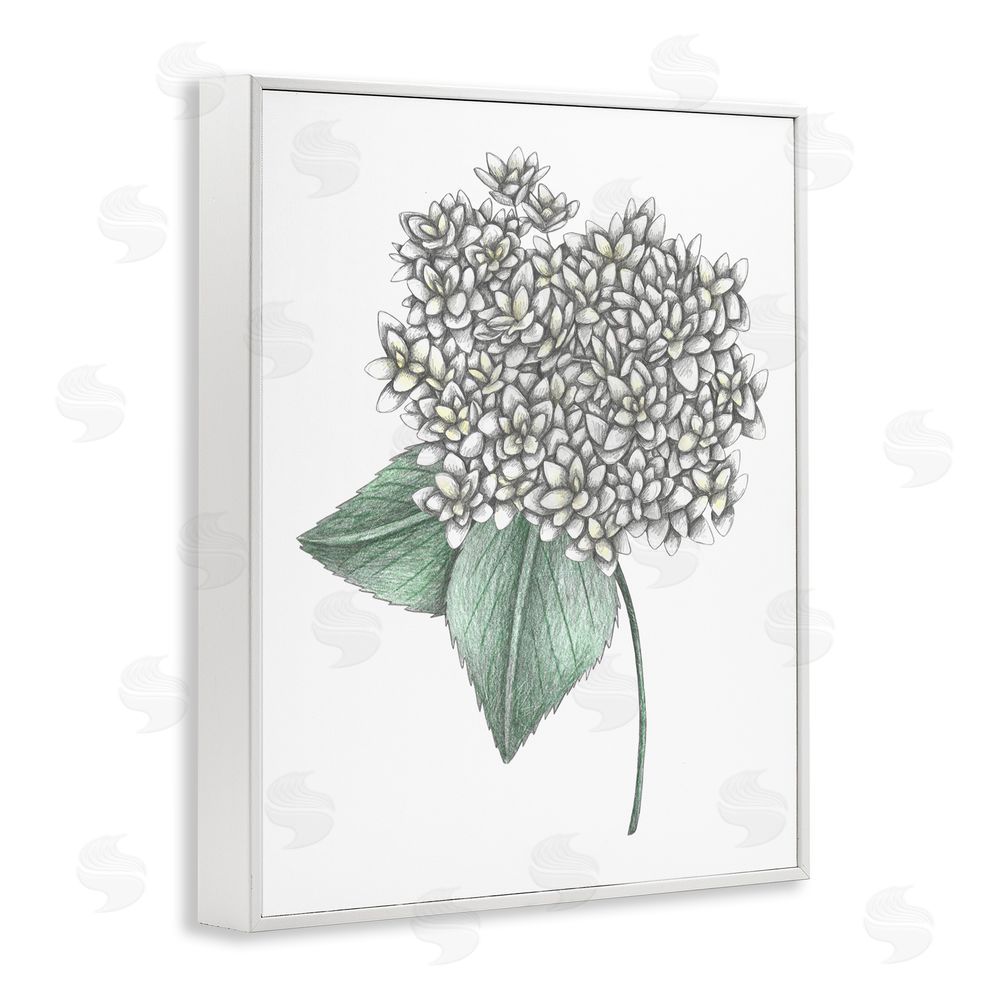 Cecilia Battaini White Hydrangea Sketch Blossom White Framed Giclee Print Wall Art
