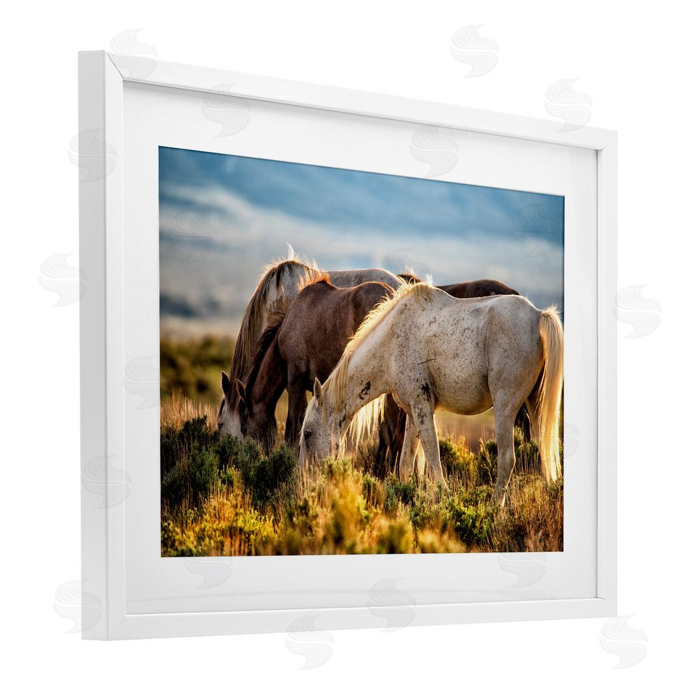Tim West Equine Evening Graze White Framed Print Under Glass Wall Art