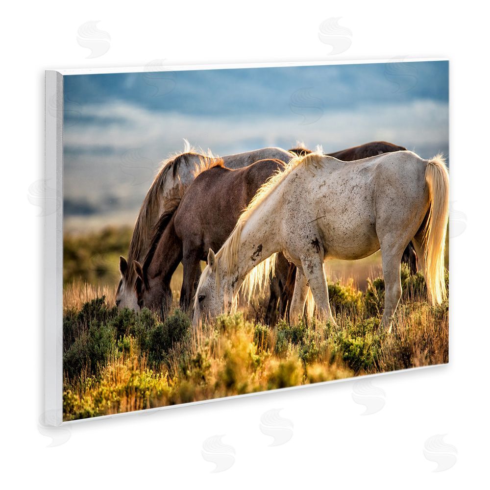 Tim West Equine Evening Graze Wooden Wall Plaque Art Print