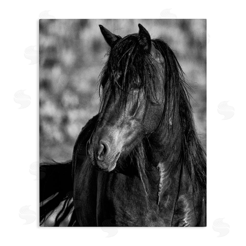 Tim West Beauty In Black Stretched Canvas Wall Art Print