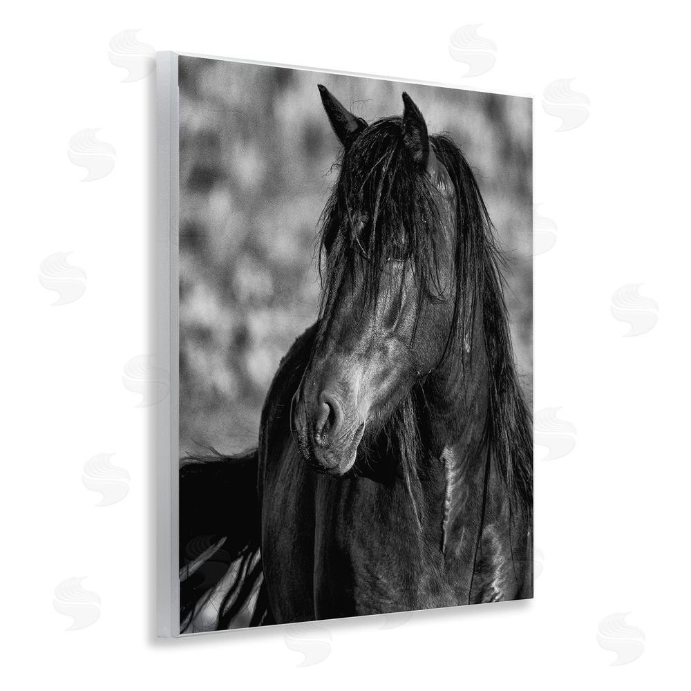 Tim West Beauty In Black Wooden Wall Plaque Art Print