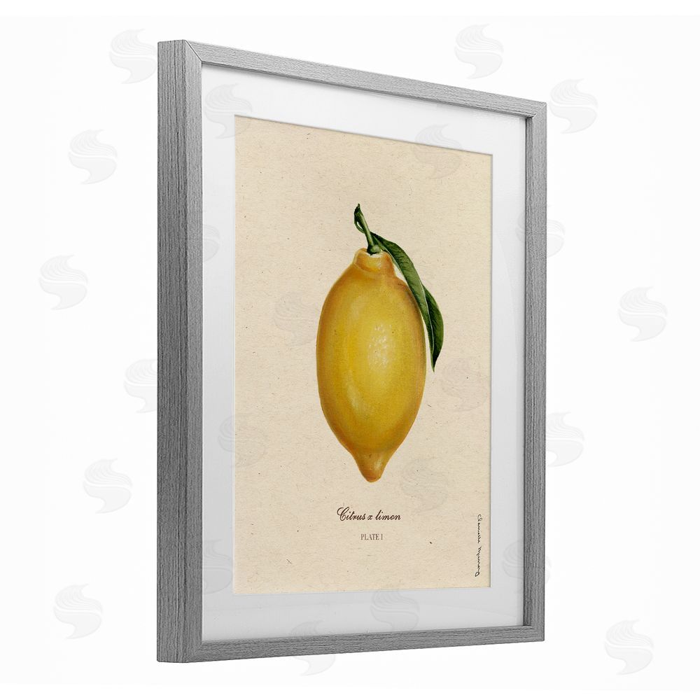 Danielle Murray Lemon Fruit Portrait Gray Framed Print Under Glass Wall Art