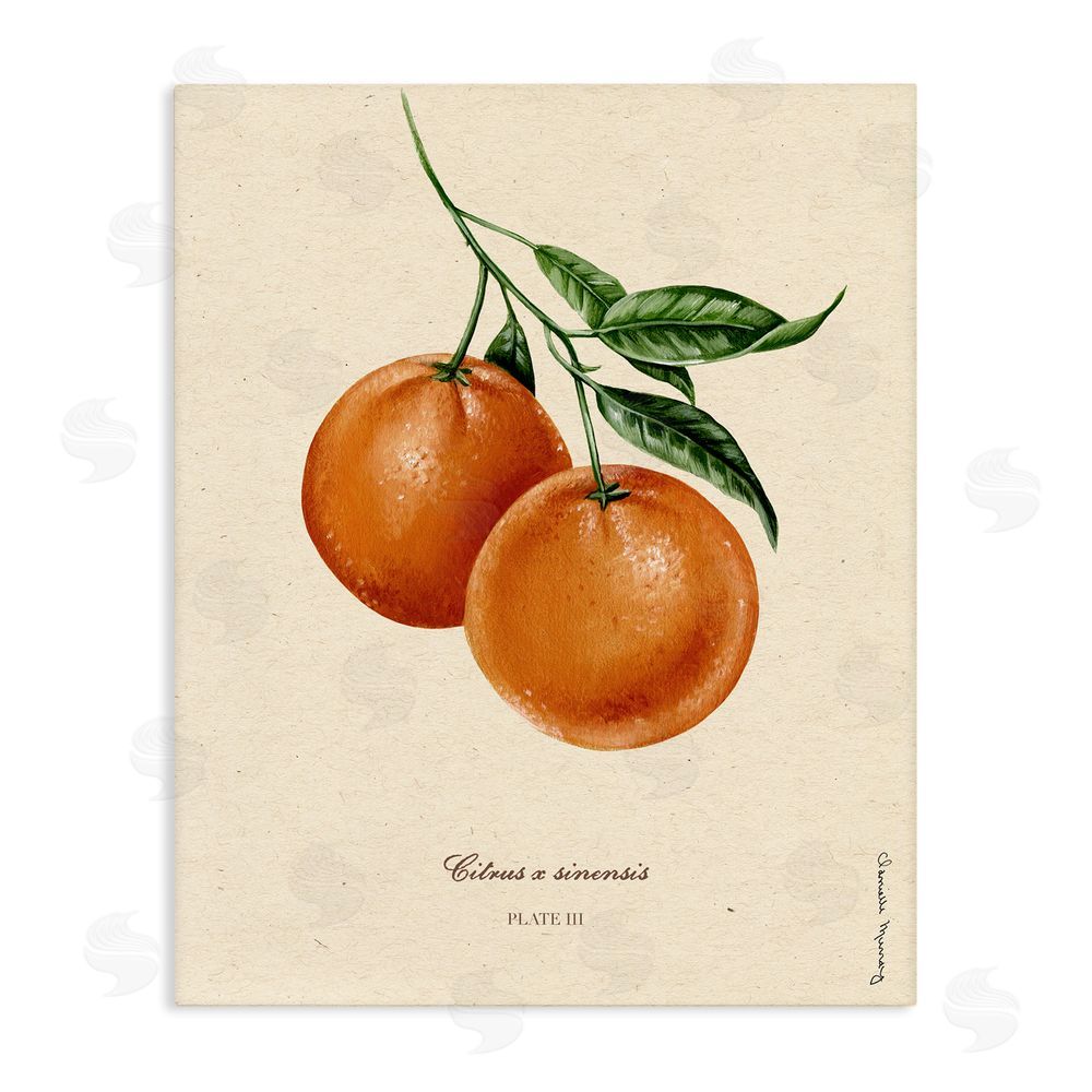 Danielle Murray Orange Fruit Portrait Stretched Canvas Wall Art Print
