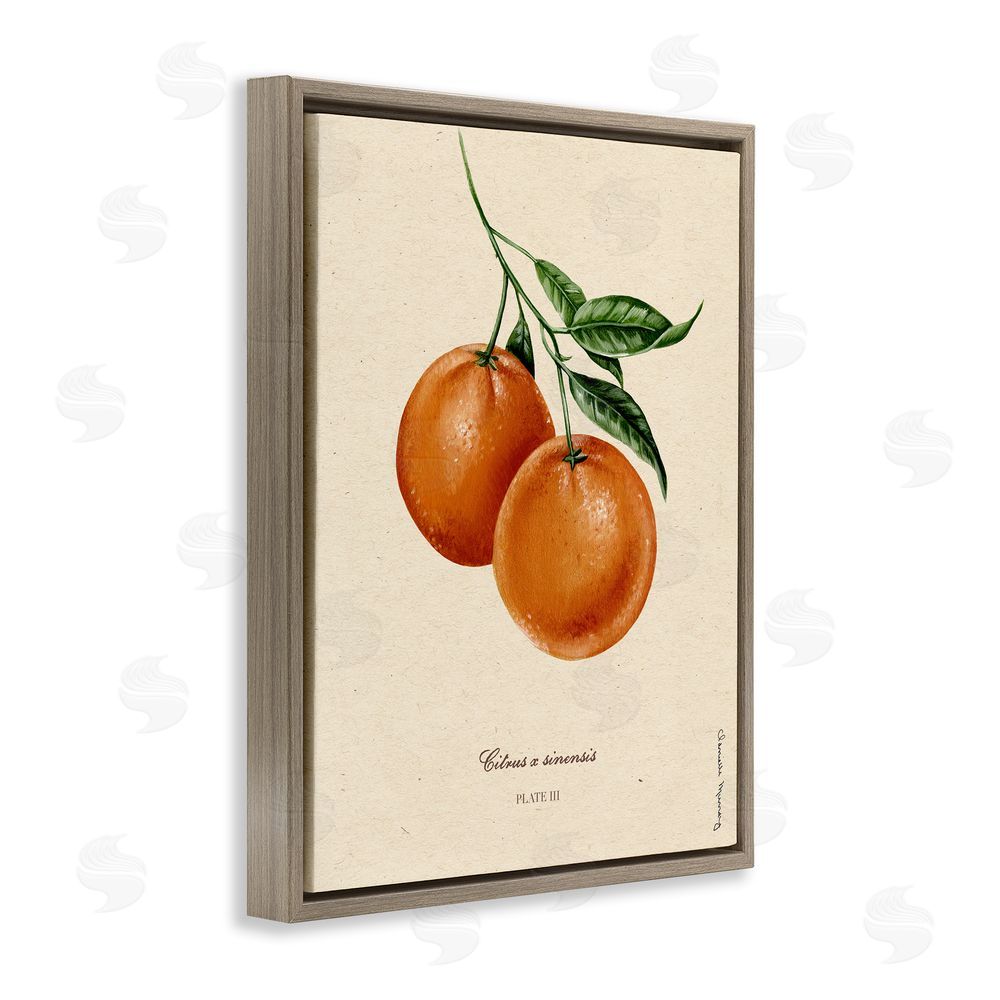 Danielle Murray Orange Fruit Portrait Brown Floating Frame Canvas Wall Art Print