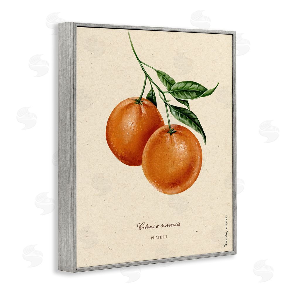 Danielle Murray Orange Fruit Portrait Gray Framed Giclee Wall Art Print
