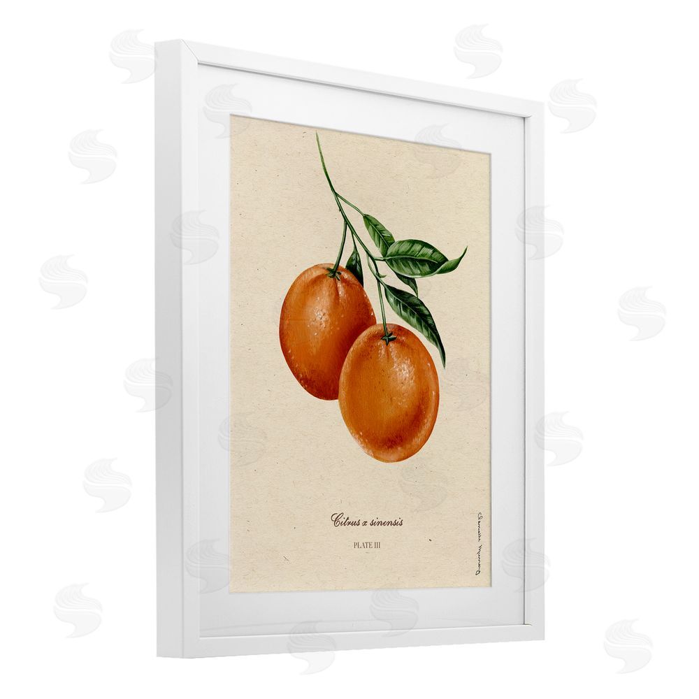 Danielle Murray Orange Fruit Portrait White Framed Print Under Glass Wall Art