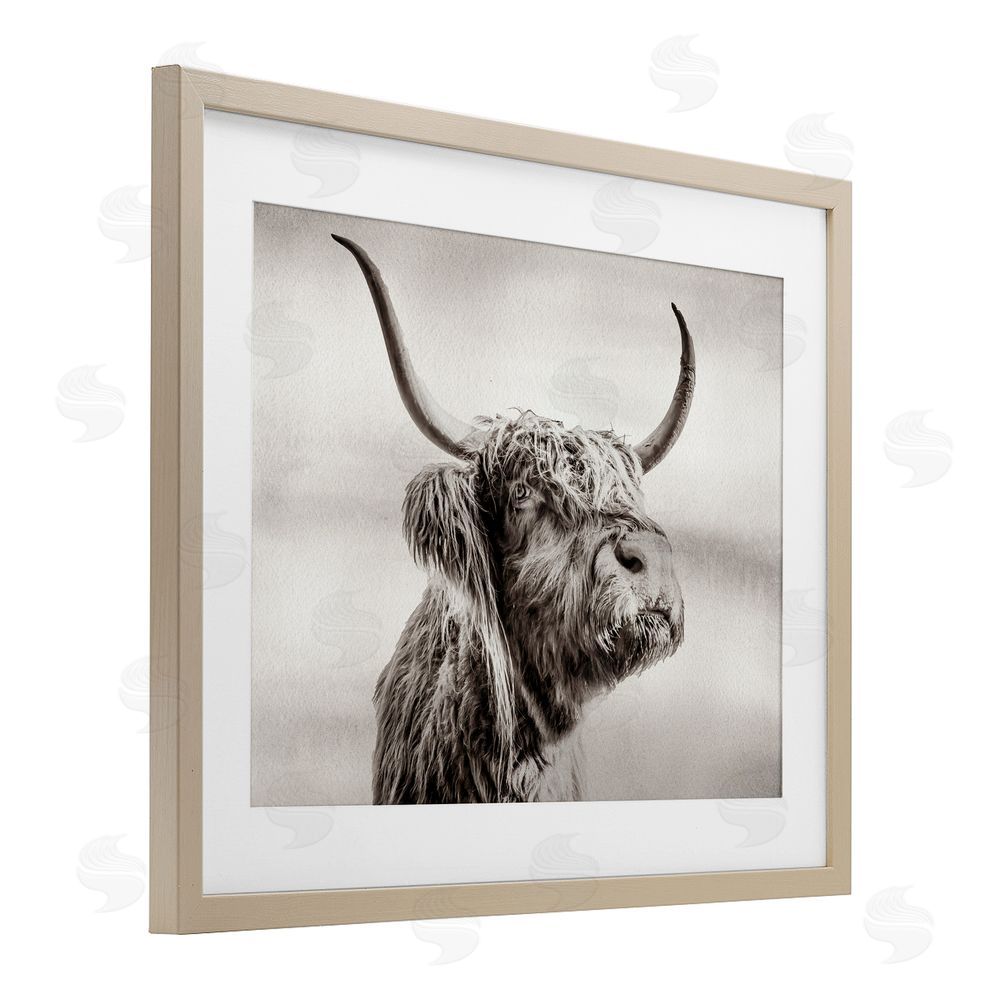 Julia Frost Horned Highland Cow Gazing Brown Framed Print Under Glass Wall Art