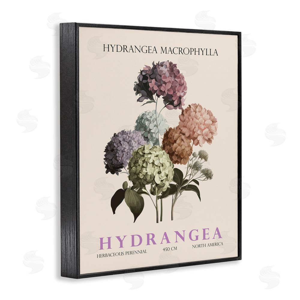 Christopher Giampietro Nature Hydrangea Bundle Black Framed Giclee Wall Art Print