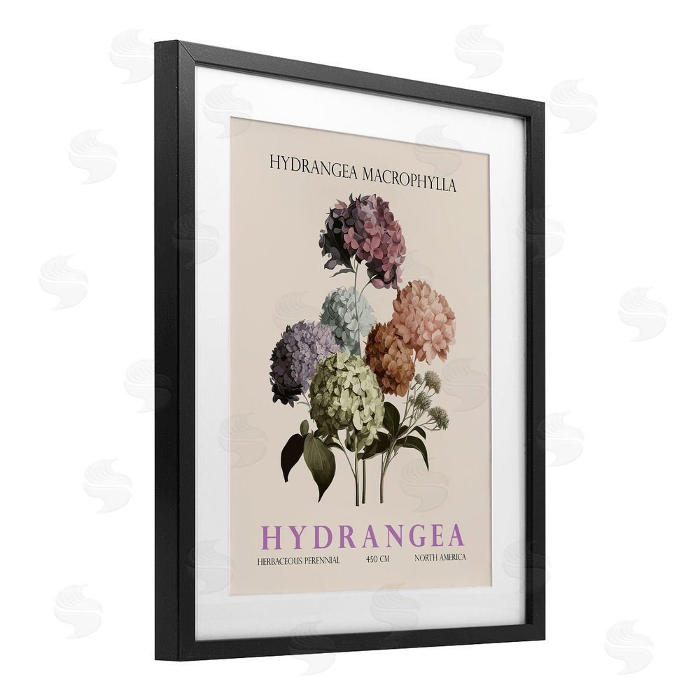 Christopher Giampietro Nature Hydrangea Bundle Black Framed Print Under Glass Wall Art