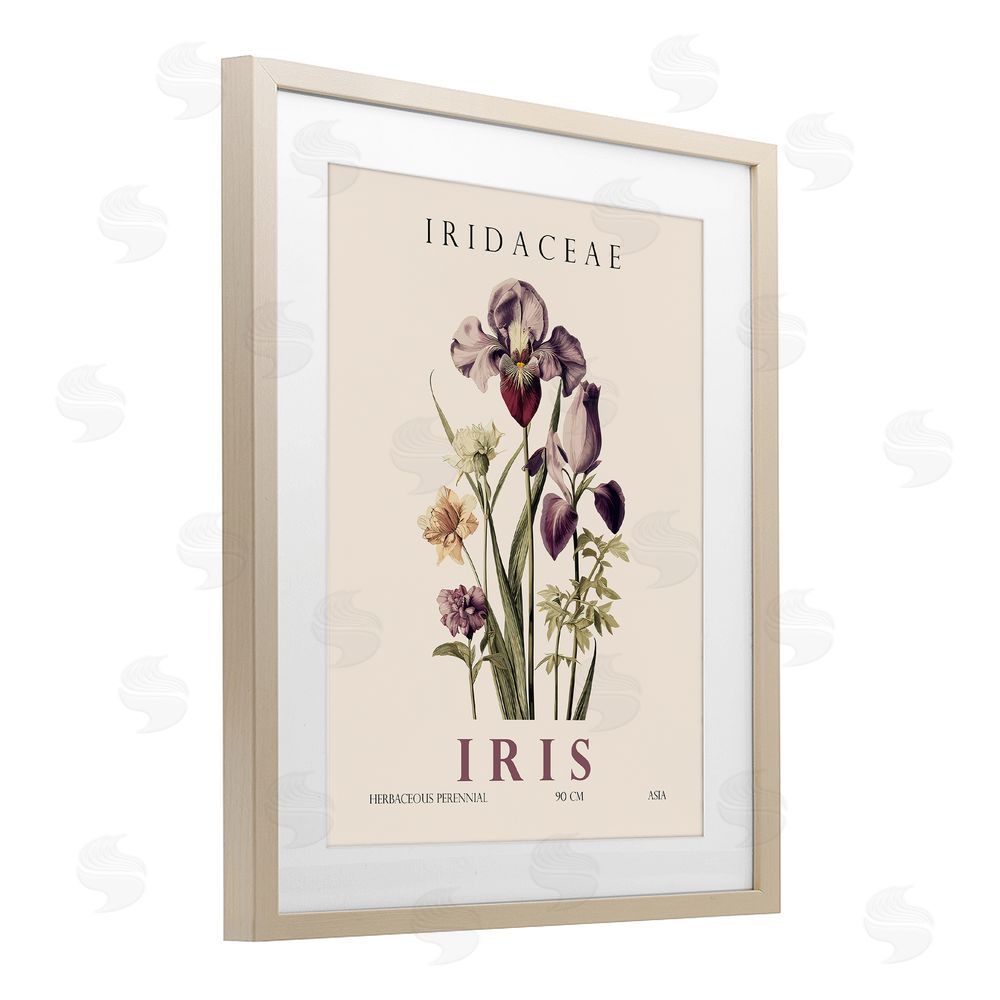 Christopher Giampietro Natural Iris Bundle Birch Framed Print Under Glass Wall Art