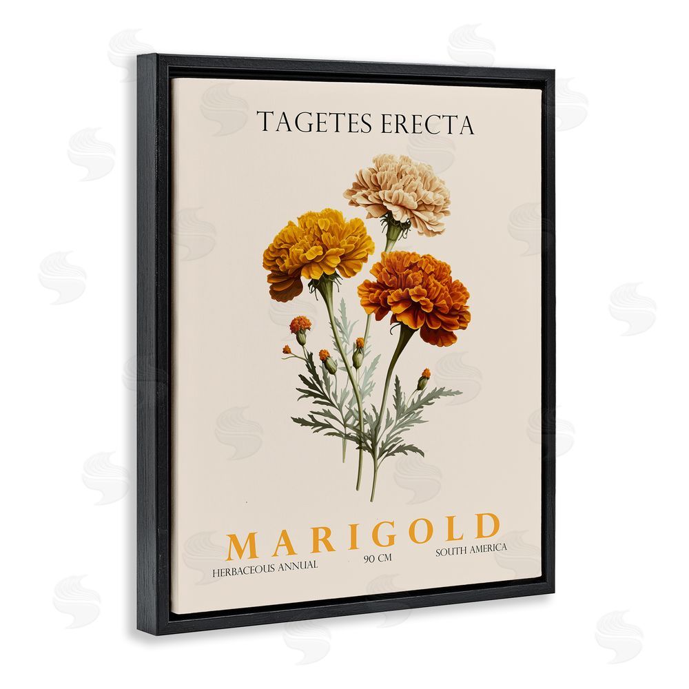 Christopher Giampietro Natural Marigold Bundle Black Floating Frame Canvas Wall Art Print