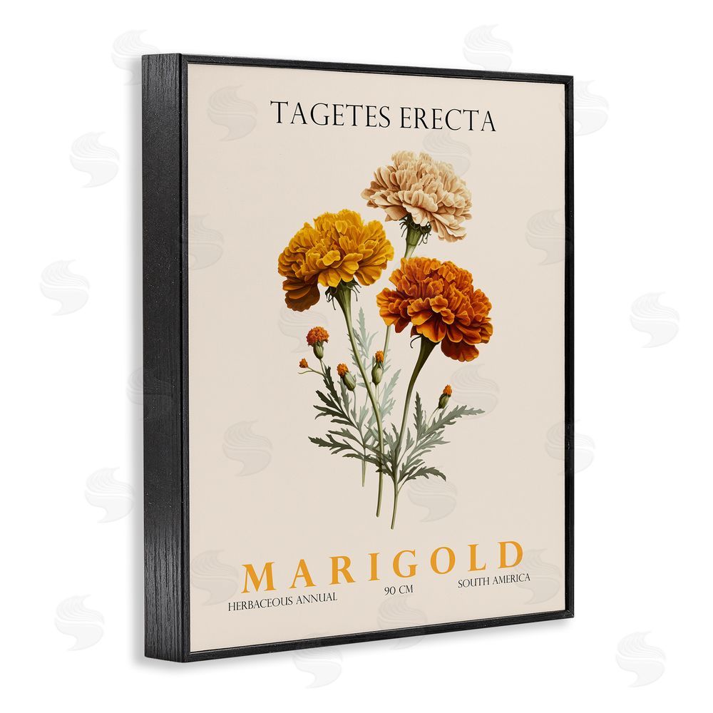 Christopher Giampietro Natural Marigold Bundle Black Framed Giclee Wall Art Print